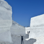 アルペンルート雪の大谷イベント（雪の回廊）の写真