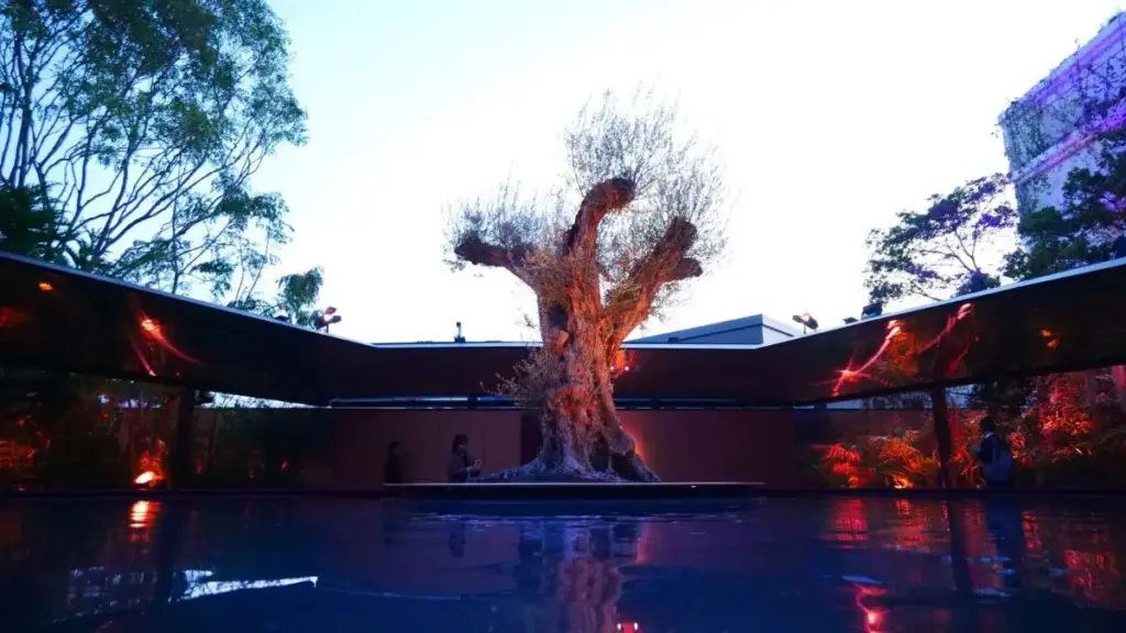 大阪万博フランス館の公式オリーブの木写真。水面に映る姿が幻想的で、自然とアートが融合した象徴的なスポット。
