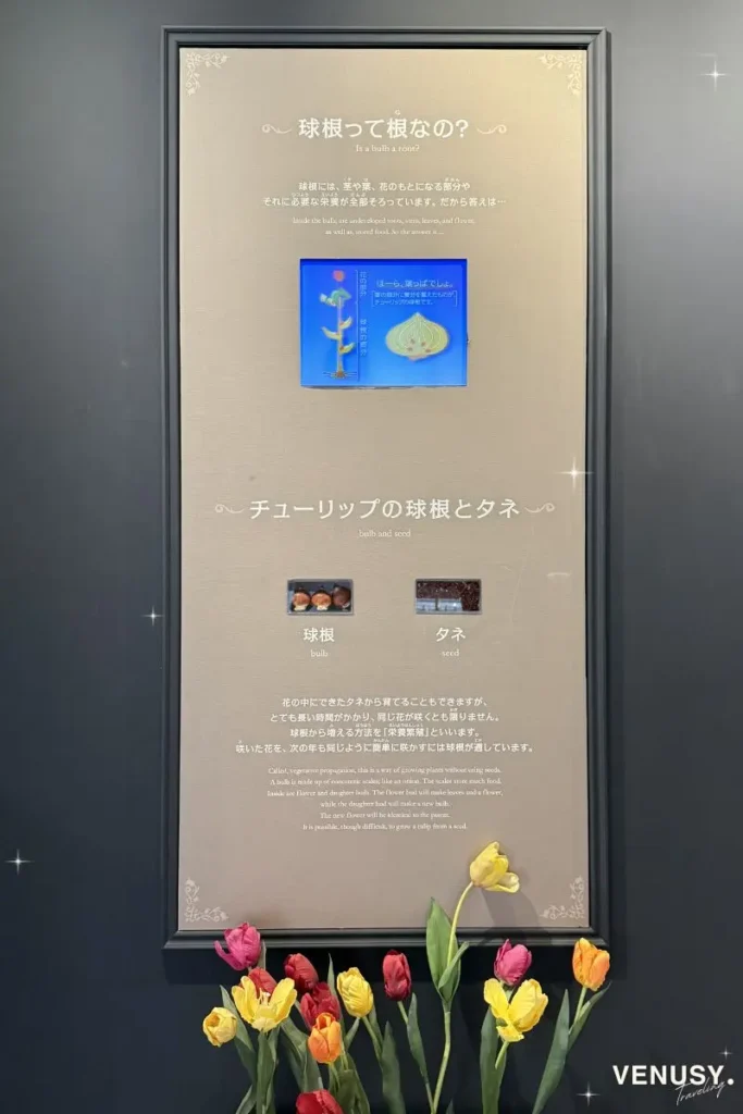 となみチューリップフェア2026の球根とタネの違いがわかる展示
