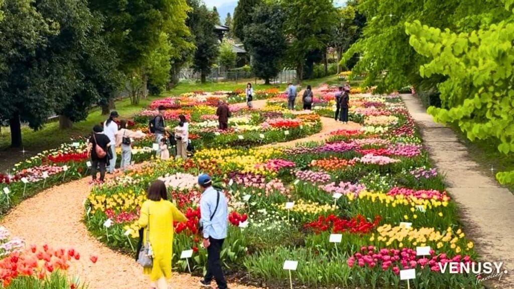 砺波チューリップフェア2026の彩りガーデンで咲くカラフルなチューリップと園路の風景