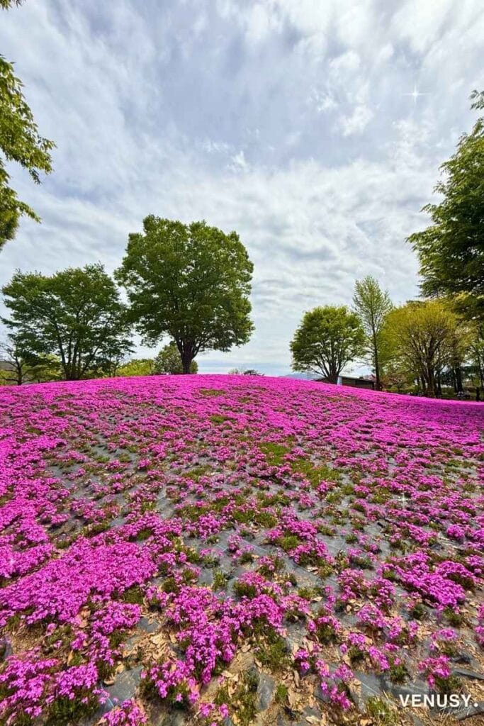 砺波チューリップフェア2026の芝桜エリアの様子